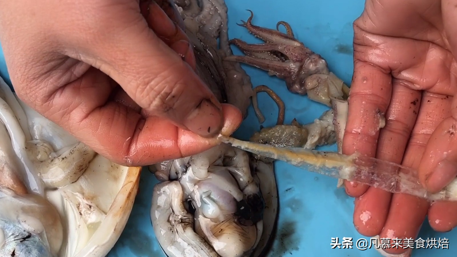 八爪鱼鱿鱼墨鱼海兔哪种好吃,鱿鱼海兔墨鱼八爪鱼区别