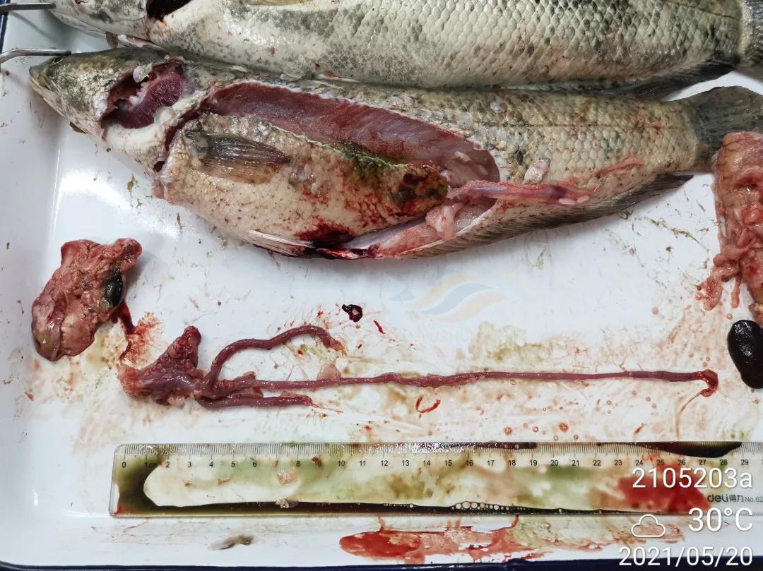 鱼得了肠炎还能活多久,生鱼烂身治疗