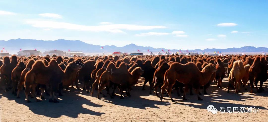 戈壁红驼，乌拉特草原上的珍珠