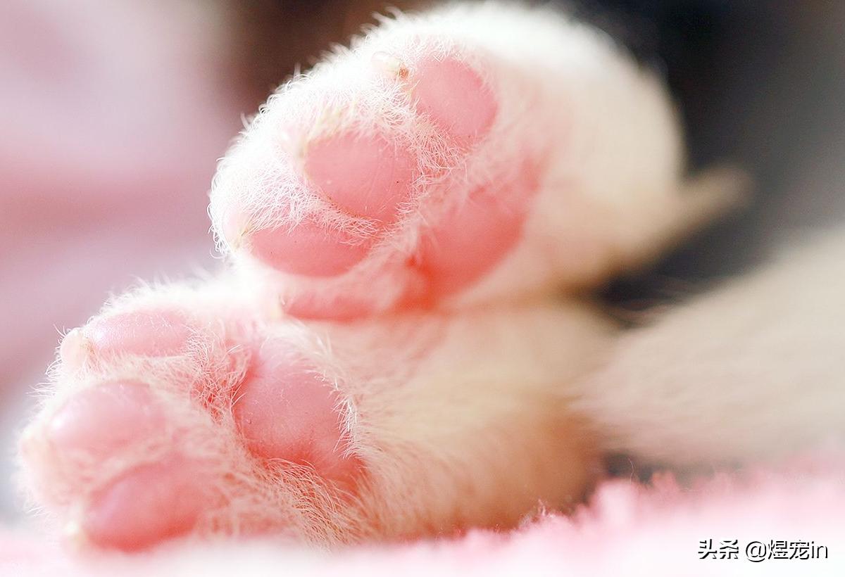 边牧总把粪便放盆里,边牧的排泄物里面有粘液