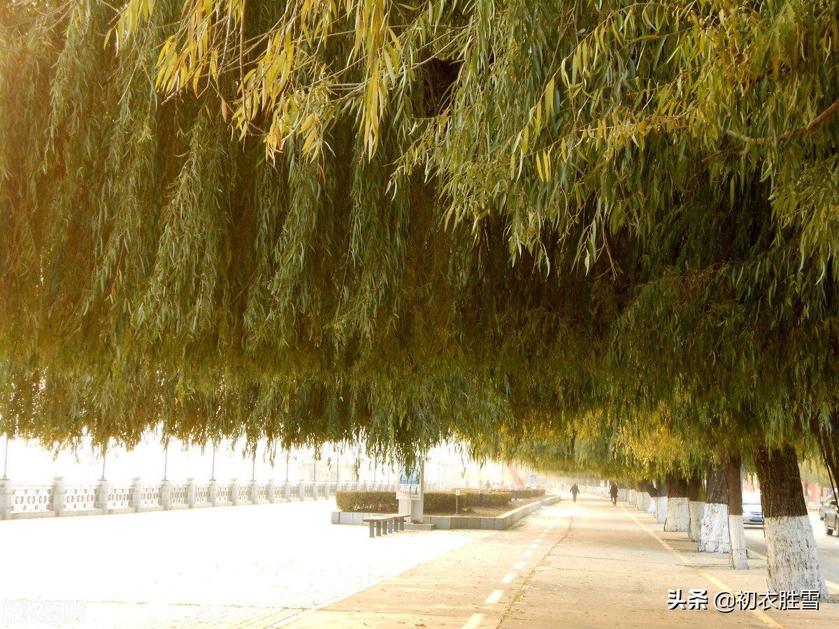 清美柔韧秋柳古诗四首，依旧明年二三月，小金山上看鹅黄