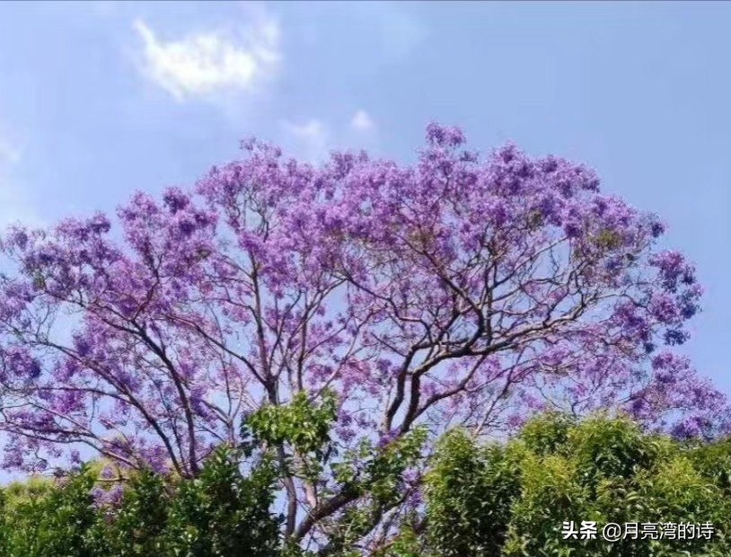 蓝花楹最是一抹蓝紫惹人醉,宁静的蓝花楹