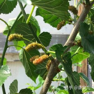 如何提升花种成活率,花种种植生活小技巧