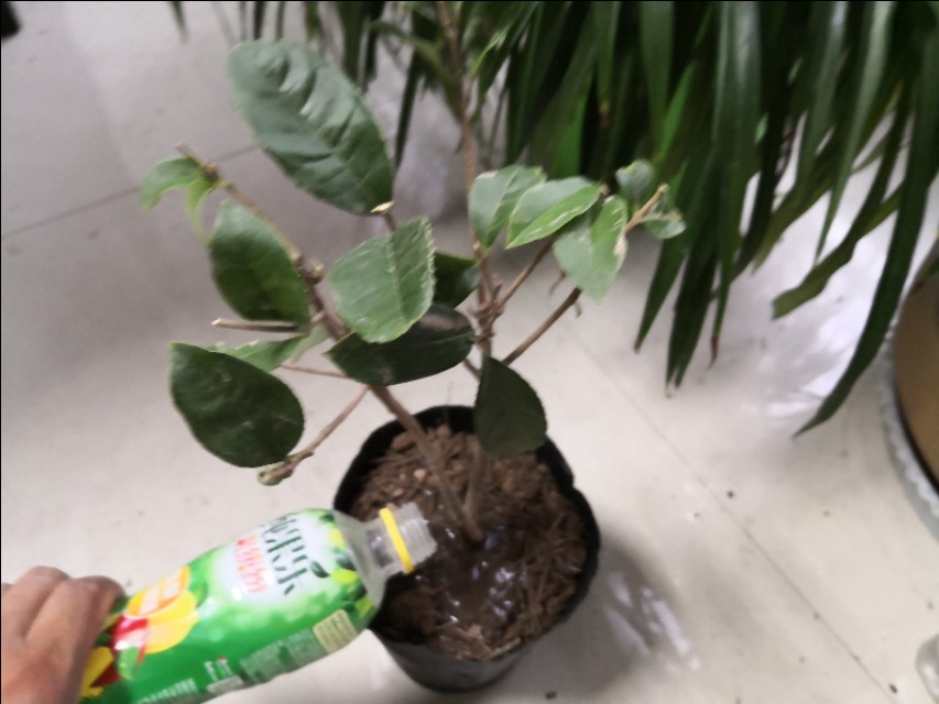 网购桂花盆栽,网购的花养多久才能活