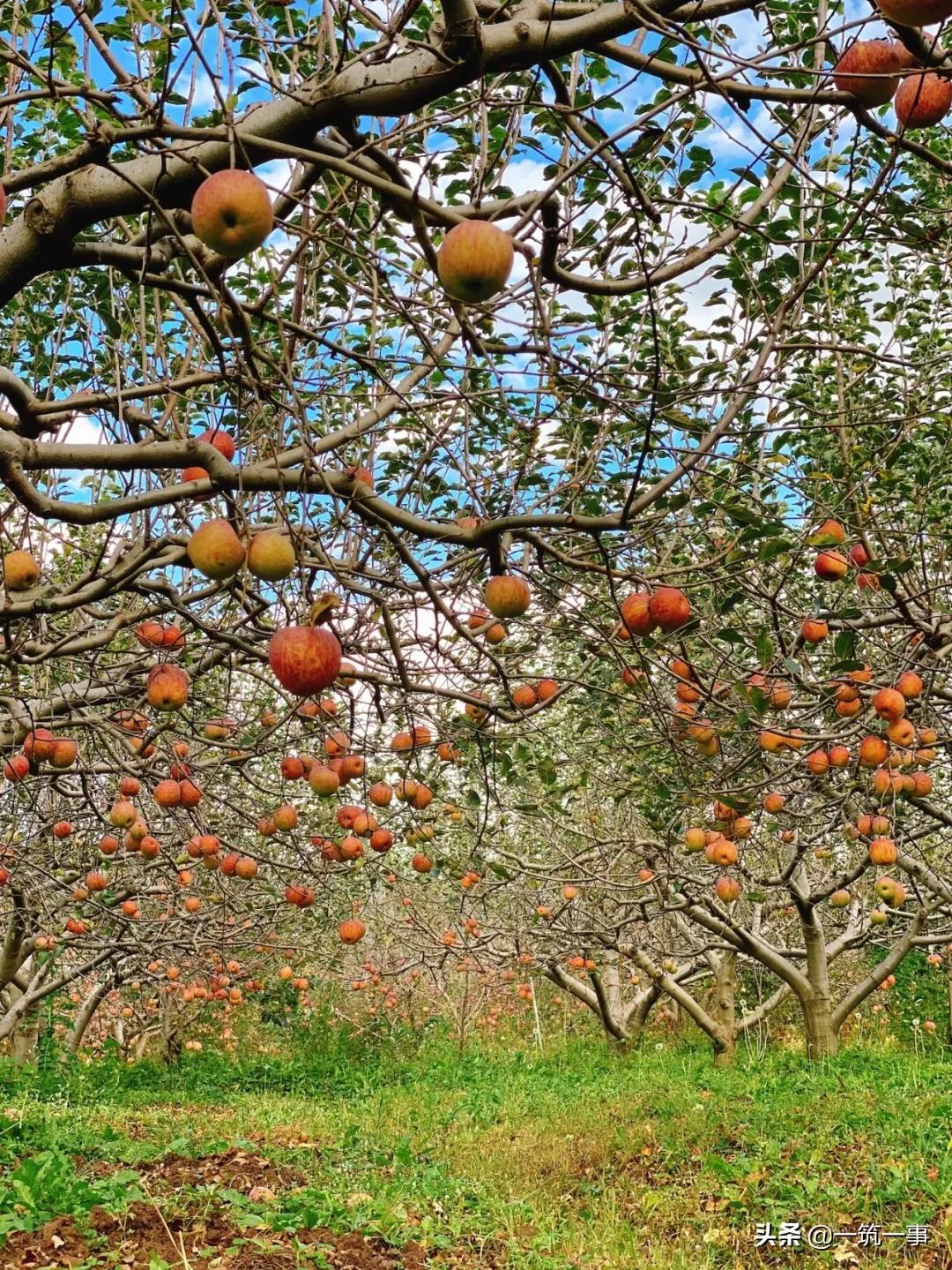 乔小刀：“半路出家”的设计师，和他的109栋奇怪房子