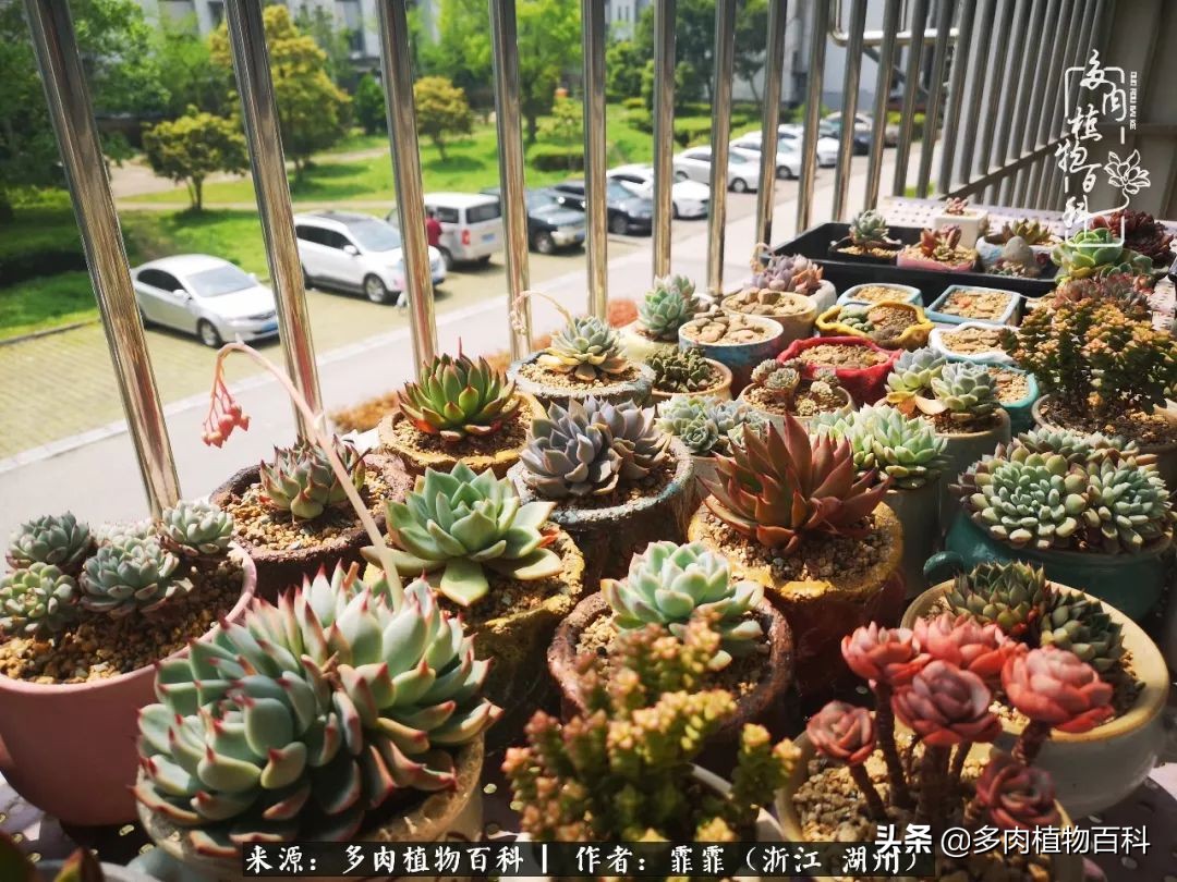 包邮区多肉度夏养护心得,阳台党养多肉怎么度夏