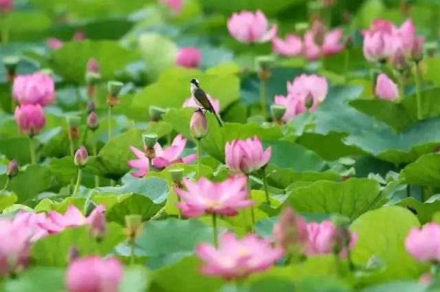 光武帝刘秀有一次打了败仗,光武帝刘秀为什么不能控制士族