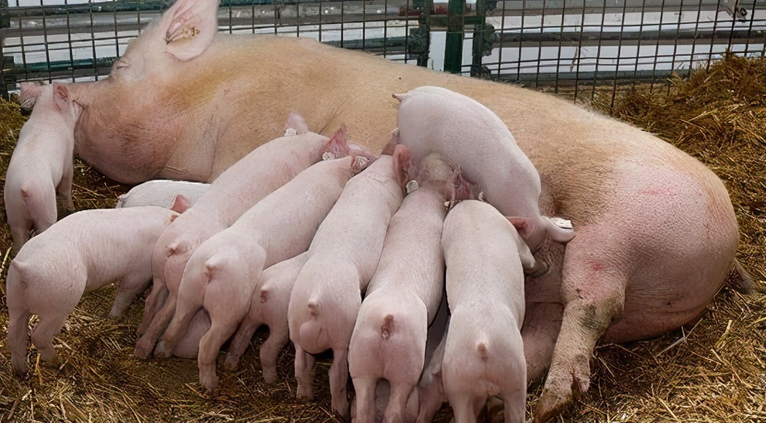 母猪生产便秘有妙招,助您养出好母猪