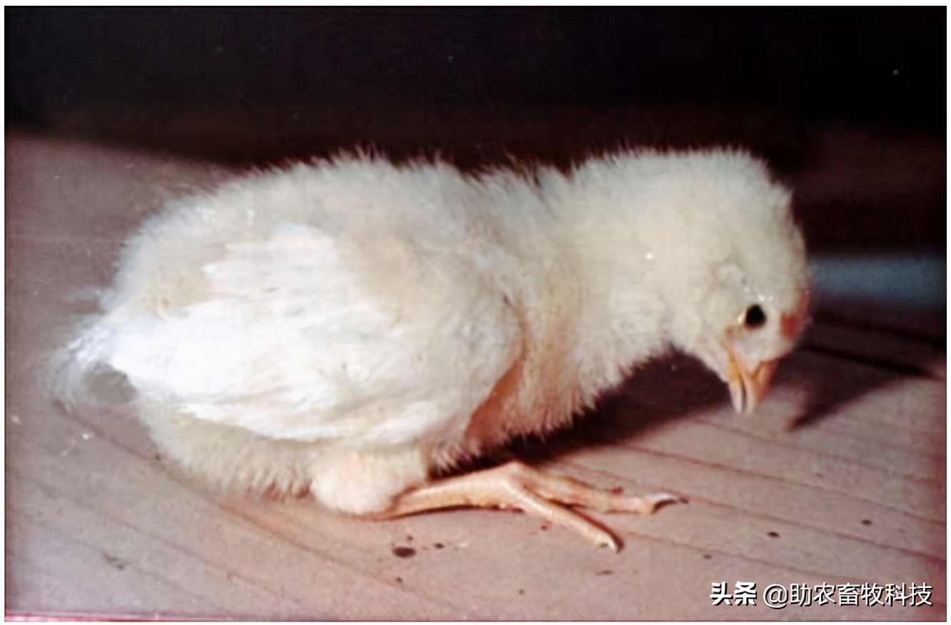 鸡脑脊髓炎的症状图片,鸡得了脑脊髓炎还能吃吗