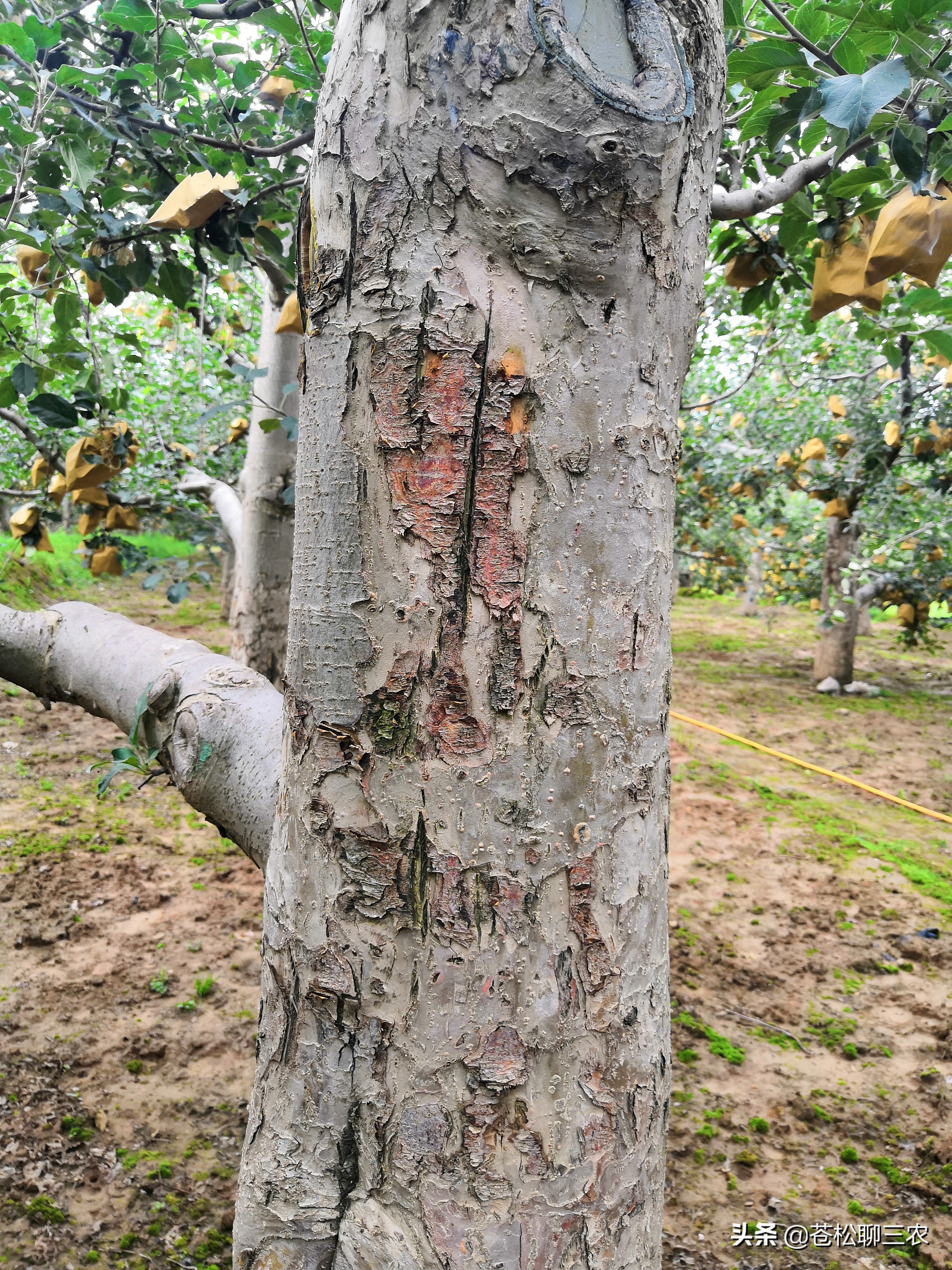 树裂口怎么回事,果树枝干裂皮什么原因
