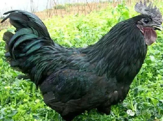 全世界的鸡都在这了，有你认识的吗？