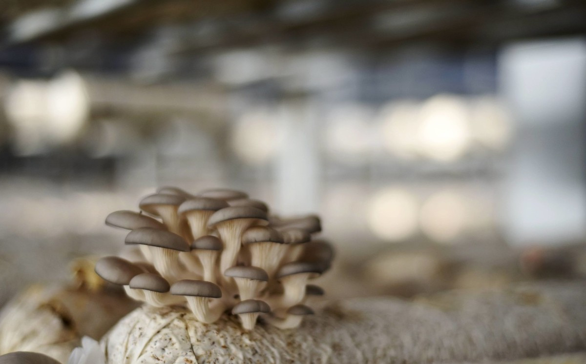 刚入手平菇种植怎么样打开销路,种植平菇长白毛能掀开胶膜了吗