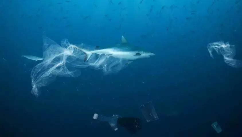 1116只鲨鱼被塑料缠住，不及余文乐发布一则视频引发的“痛感”
