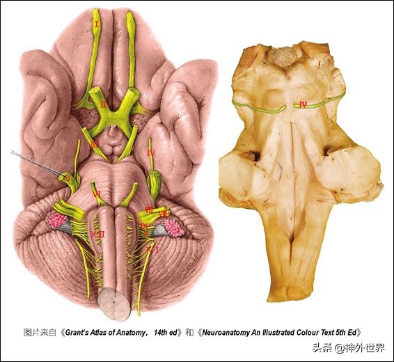 中脑和脑干的解剖,解剖神经系统脑干