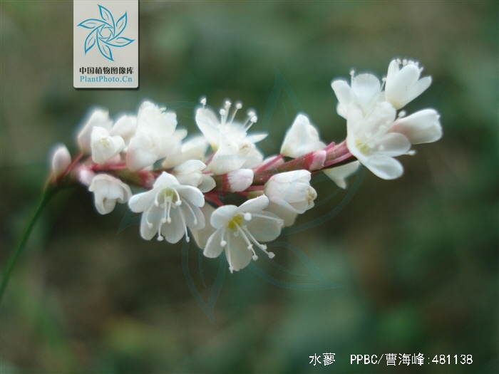 水蓼根图片,水蓼的价格