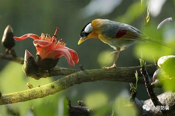 老人容易上当的视频,最容易上当的四种骗术