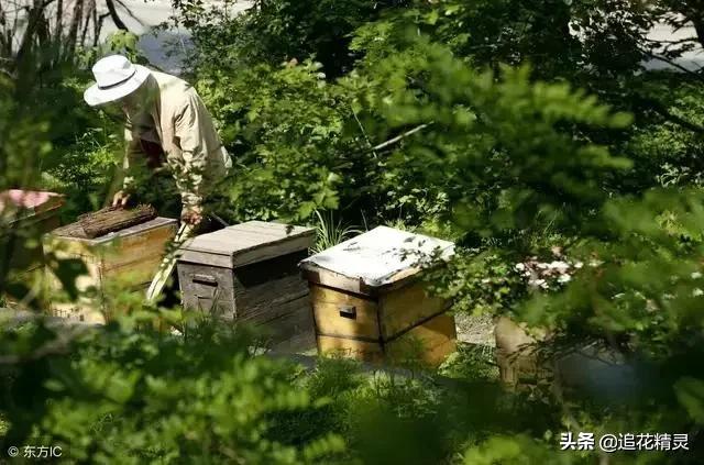 蜜蜂存在于什么时候,蜜蜂为什么怕太阳