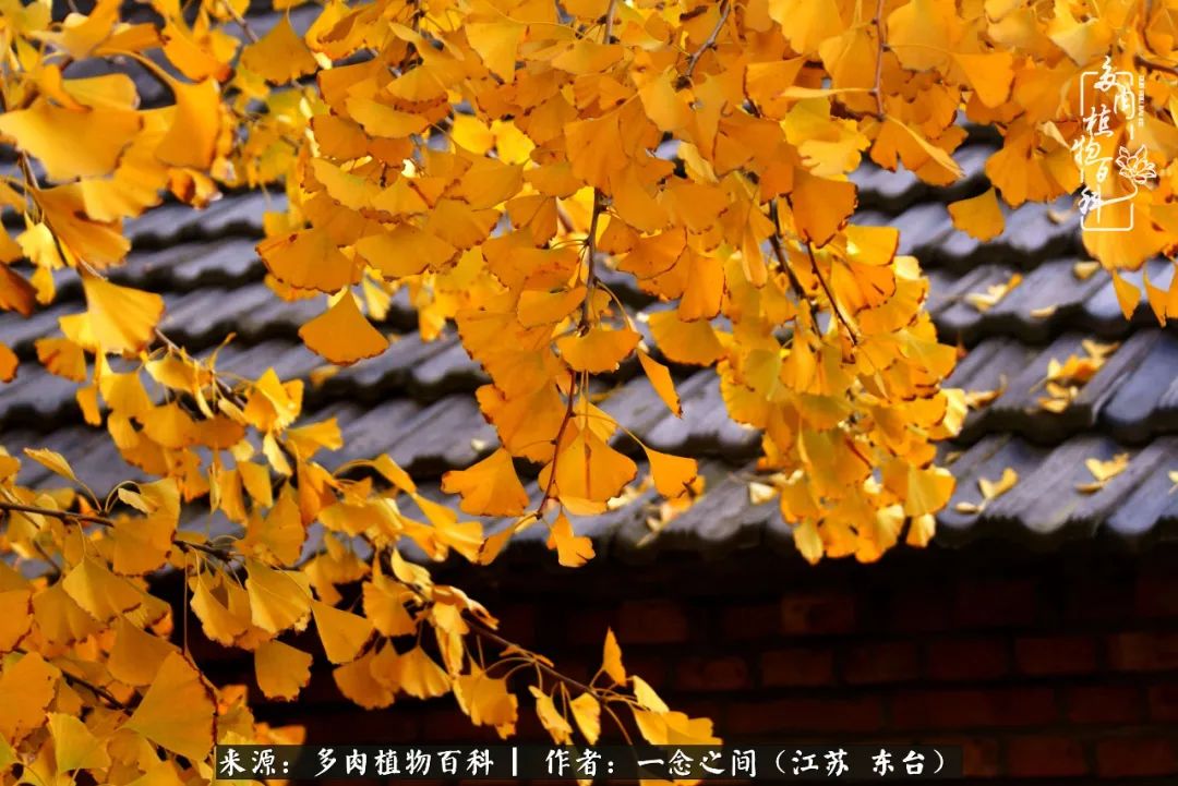 一见多肉误终生,一见多肉误终生从此钱包成路人