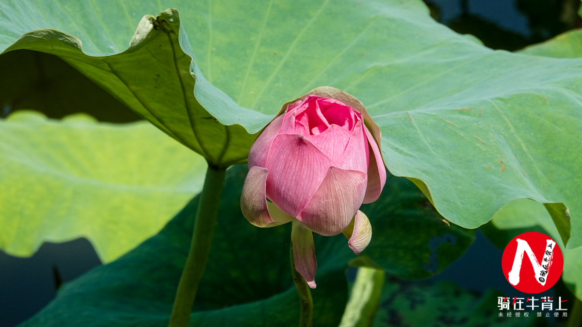浙江的9个西湖都在哪里,浙江和江苏哪个是江南