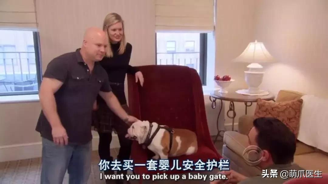 猫狗吃醋打架,吃醋的猫狗