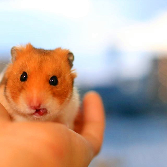 仓鼠和公鼠相处,仓鼠是怎么一步步适应过来对主人