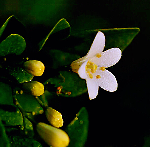九里香木本,九里香是耐寒花卉吗