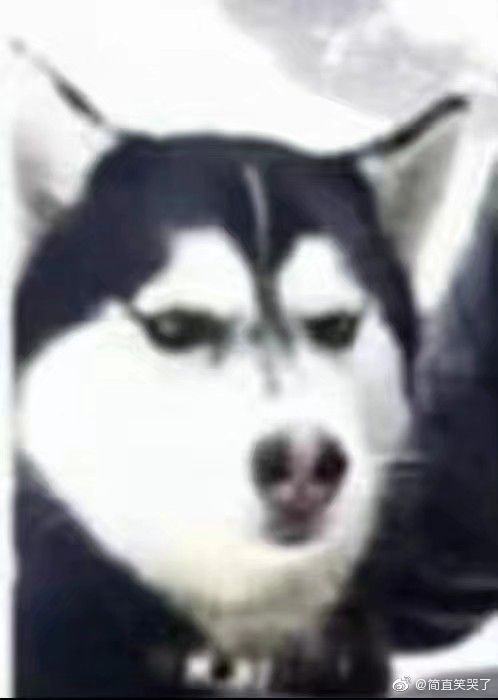 gif动图到ppt上怎么不动,gif动图不动了怎么办