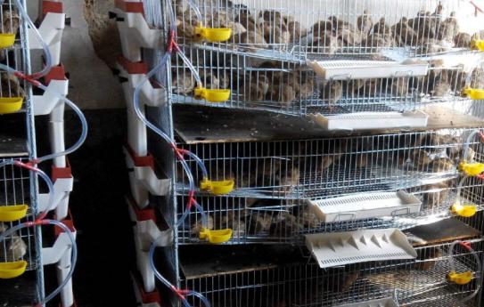 高温天气养殖风险大吗,夏天养鹌鹑需要注意什么