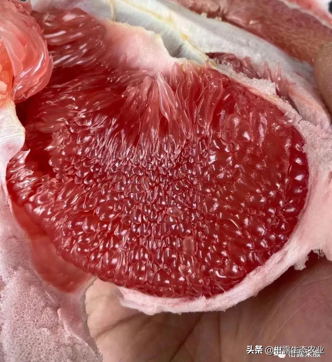 泰国红宝石柚2020价格,泰国红宝石柚树低价出售