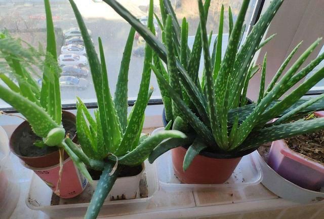 怎样使用新鲜芦荟擦脸才正确,新鲜芦荟擦脸的正确方法