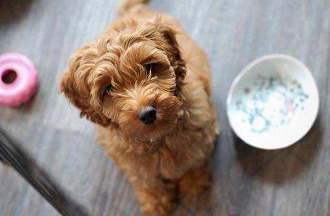 泰迪洗澡受凉吐黄水,泰迪吐黄水怎么回事怎么办