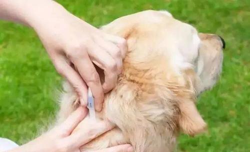 医生帮狗狗挤寄生虫,狗狗有寄生虫用什么药