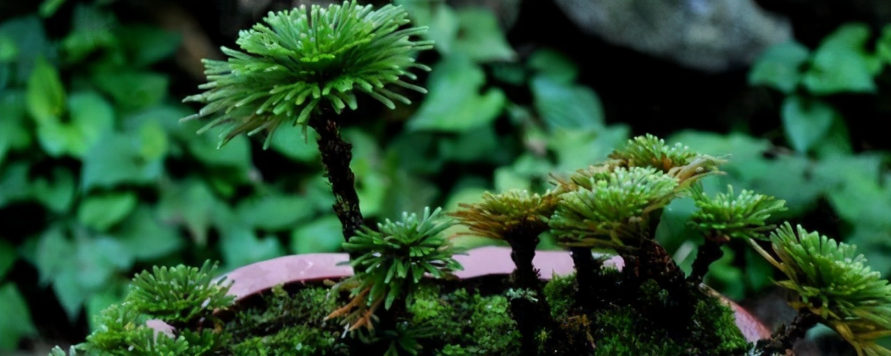 农村山上的佛手草,佛手树枯叶了如何救活