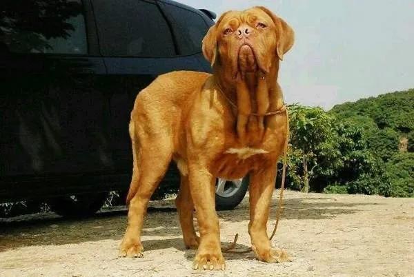 世界十大猛犬藏獒仅排第二,世界十大猛犬排名藏獒只排第六