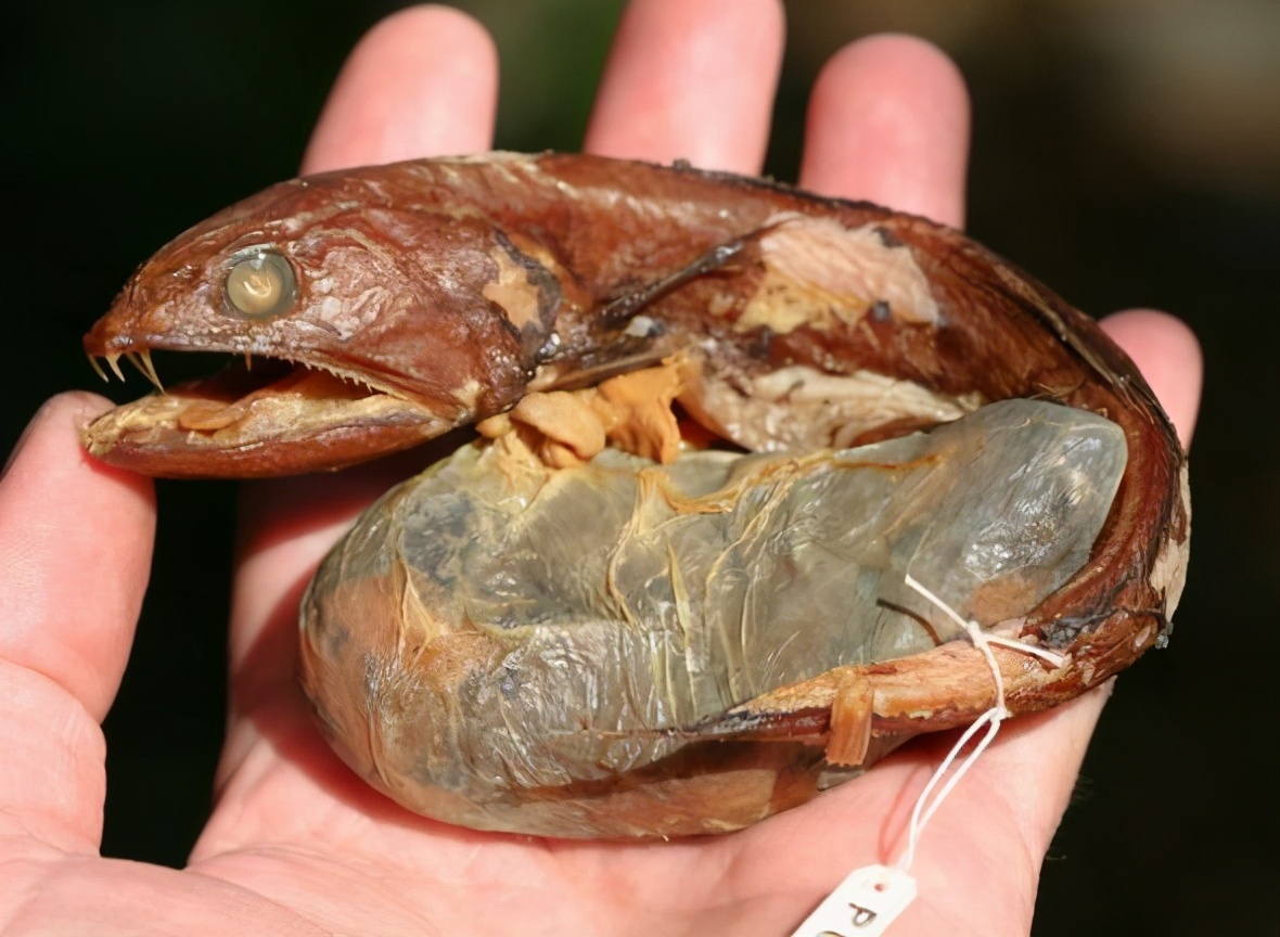 人山人海的元宵节灯会,元宵节漂亮的灯会