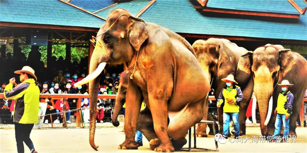 彩云之南版纳行,版纳之旅看大象