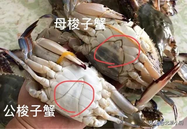 秋后的梭子蟹顶盖肥,梭子蟹顶盖肥好吗