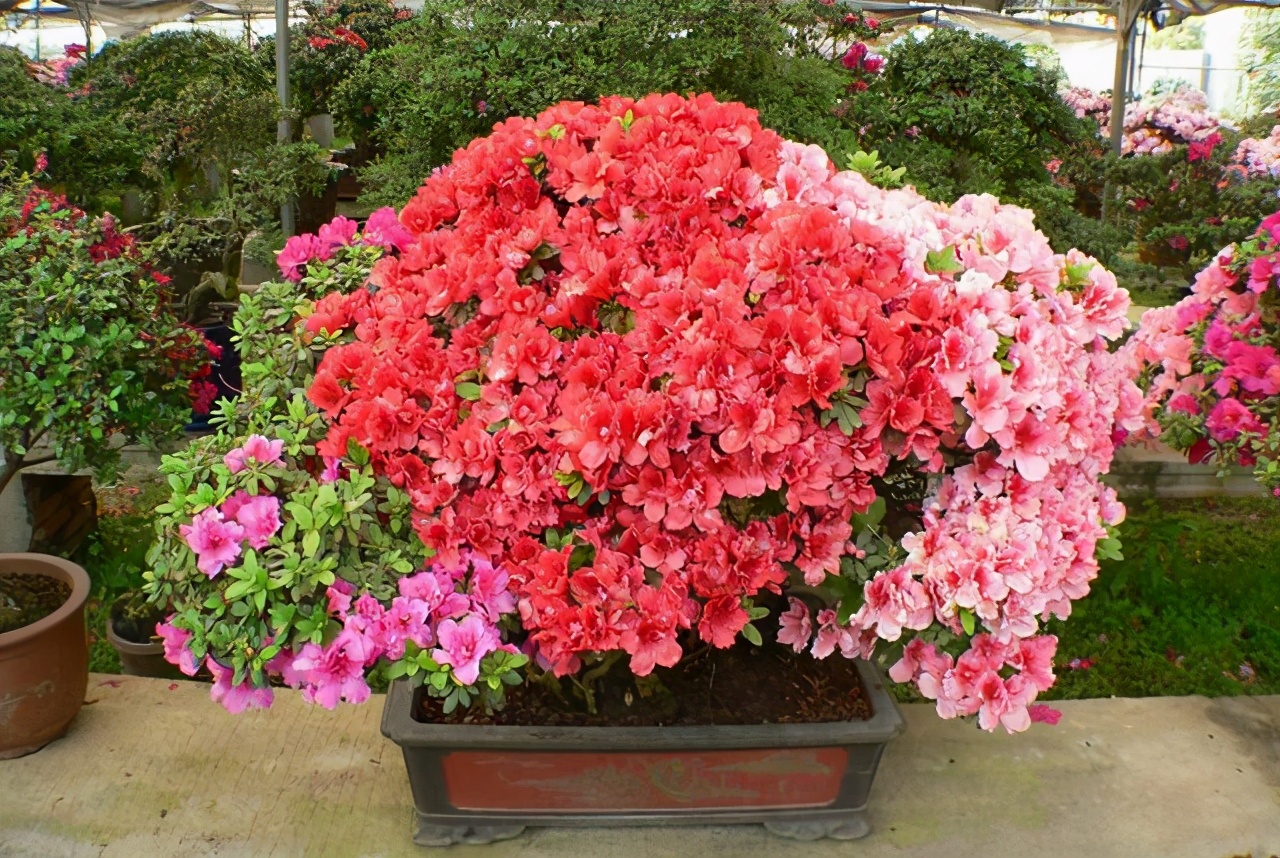 养了一个月的杜鹃花蔫了怎么办,在干燥的北方室内如何养杜鹃花