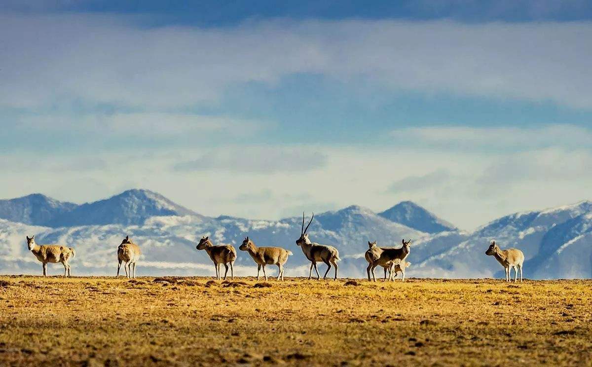 可可西里无人区很可怕吗知乎,阿里无人区和可可西里哪个可怕