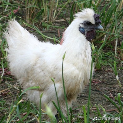 养乌鸡需要什么材料,乌鸡用哪个品种最好养