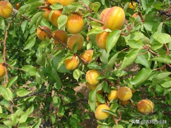 种植杏树苗的方法,种植杏树一般株行距多远最适宜