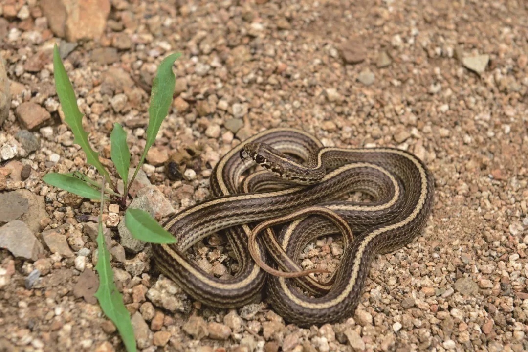 生平第一次见到的蛇,认识全世界的蛇