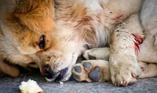 有了这个证,必要的时候可以救狗狗一命