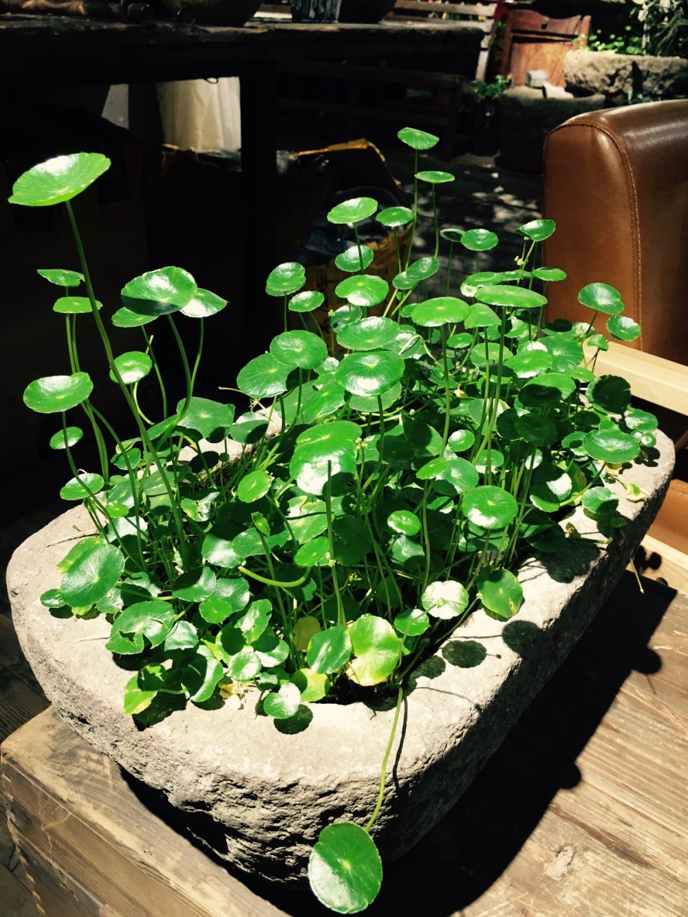 十大好养的懒人花好看,家中常种的十种吉祥花