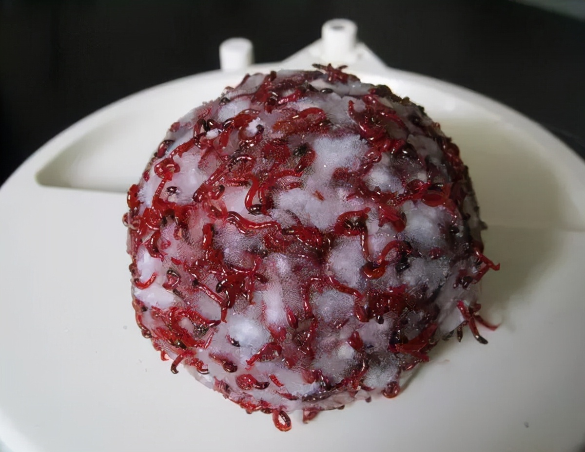 红虫挂钩的正确方法朝天钩挂红虫,钓鱼红虫是直接挂钩好还是皮筋好