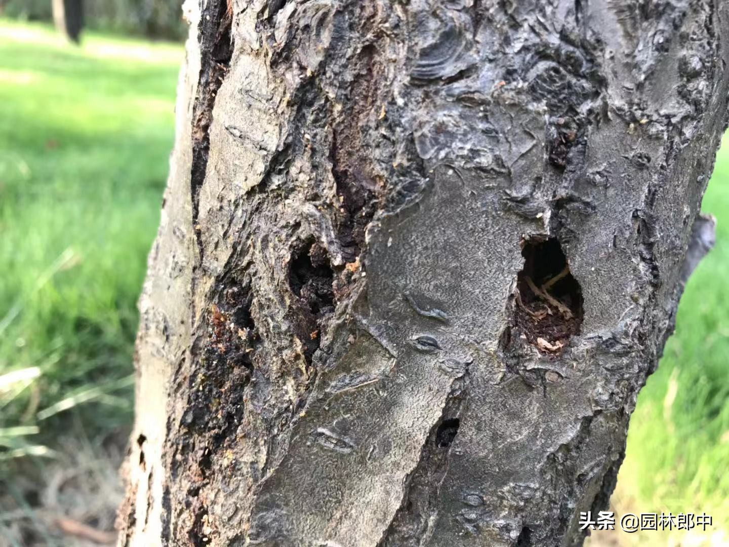 树底下掉一堆木屑是什么虫害,树木蛀干害虫有哪些