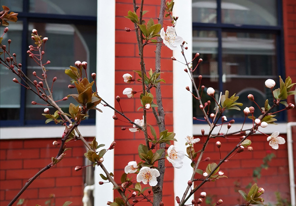 独杆红叶李丛生红叶李,种植红叶石楠的最佳时间