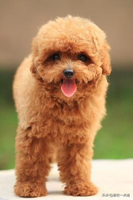 教狗狗装死怎么教,怎么教狗狗装死的动作