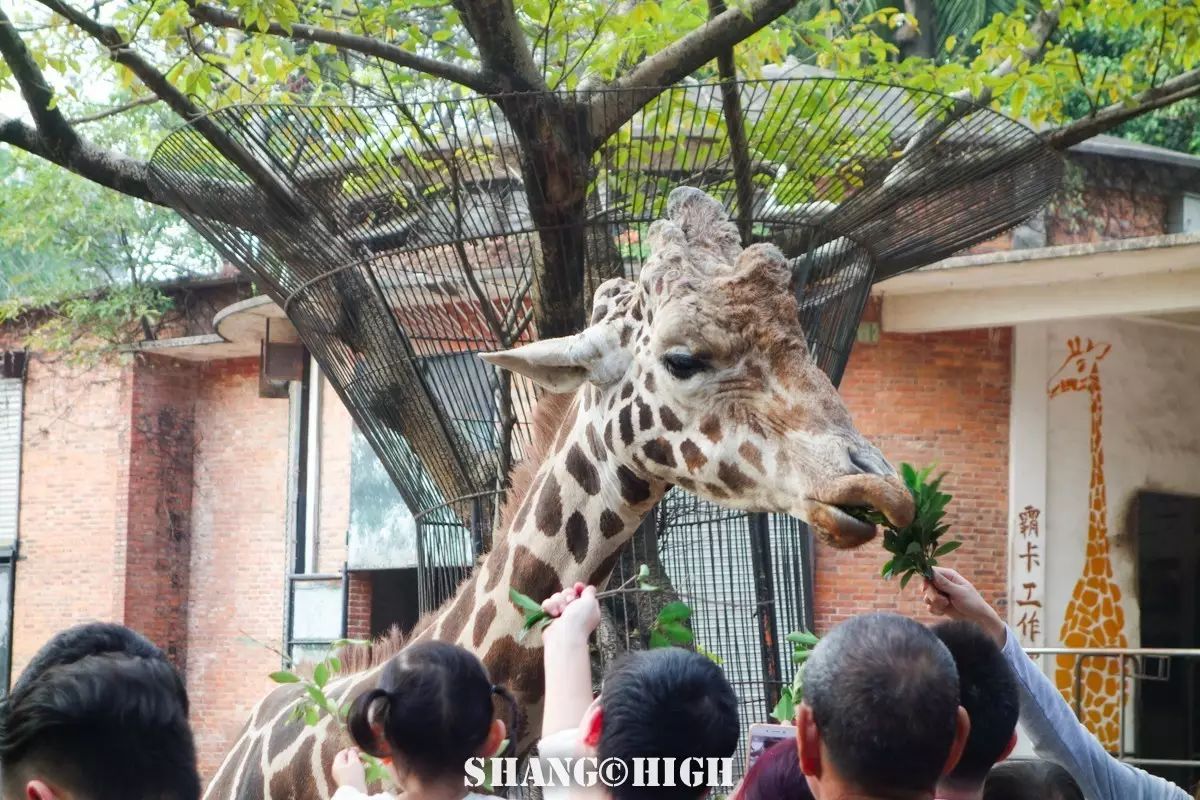 记者探访广州动物园,动物园观察动物