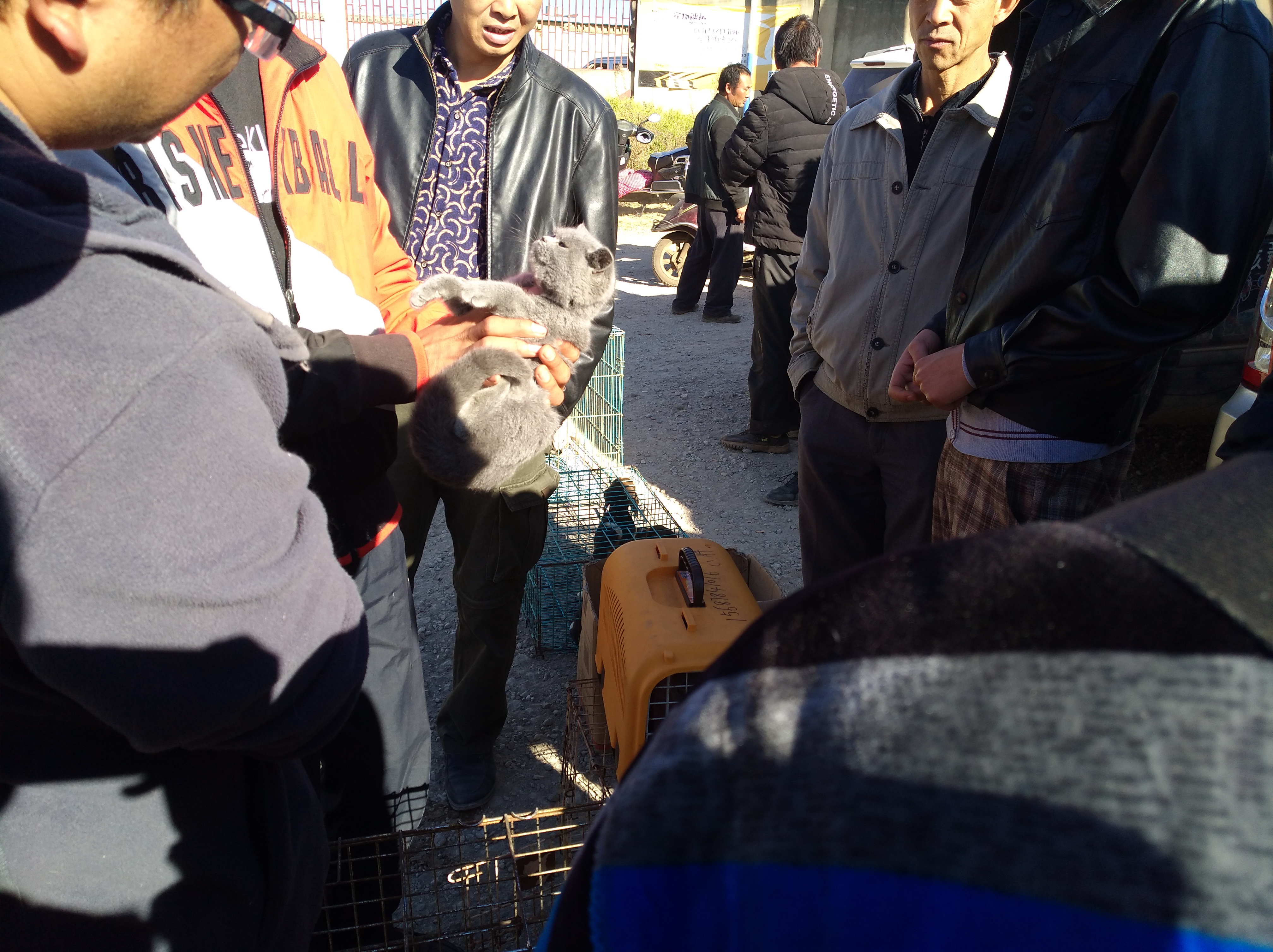 买家对卖家东西感兴趣的对话,如何便宜购买英短